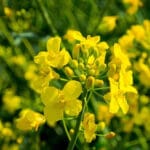 Cultivation of rapeseed mustard