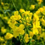 Cultivation of rapeseed mustard