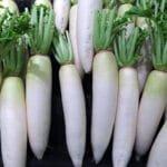 Cultivation of Radish (Raphanus sativus L. )