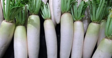 Cultivation of Radish (Raphanus sativus L. )