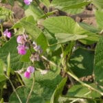 Cultivation of Indian Bean ; Dolichos lablab /Sem