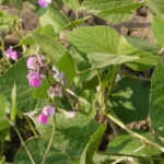 Cultivation of Indian Bean ; Dolichos lablab /Sem