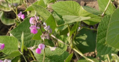 Cultivation of Indian Bean ; Dolichos lablab /Sem