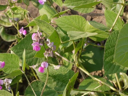 Cultivation of Indian Bean ; Dolichos lablab /Sem