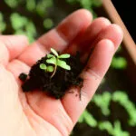Raising Seedlings and Nursery Care for Cole Crops and Fruit Vegetables