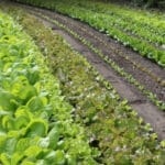 Vegetable planting guide