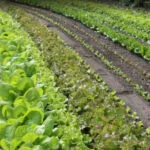 Vegetable planting guide