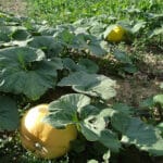 Sowing, Transplanting, and Care of Vine crops