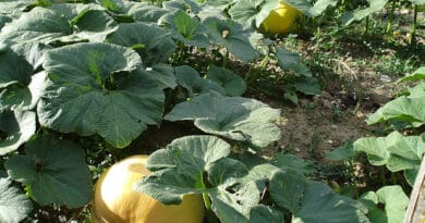 Sowing, Transplanting, and Care of Vine crops