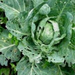 Disease and Pest of Cole Crops