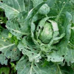 Disease and Pest of Cole Crops