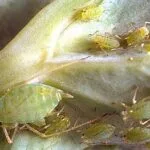 Pests and Diseases of Legume Vegetables