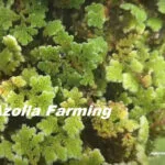 Azolla Cultivation—An Opportunity to Increase Farm Income