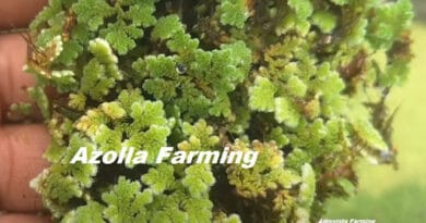 Azolla Cultivation—An Opportunity to Increase Farm Income