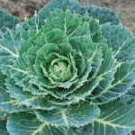 Cultivation of Brussels Sprouts in India; A Full Information Guide