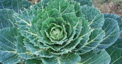 Cultivation of Brussels Sprouts in India; A Full Information Guide