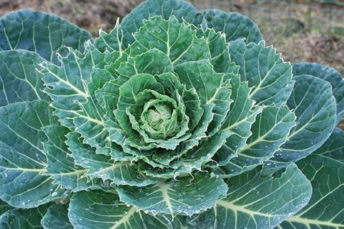 Cultivation of Brussels Sprouts in India; A Full Information Guide