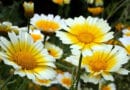 Cultivation of Chrysanthemum in India; A Complete Information Guide