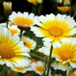 Cultivation of Chrysanthemum in India; A Complete Information Guide