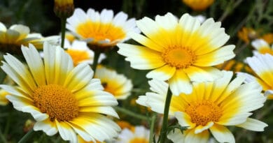Cultivation of Chrysanthemum in India; A Complete Information Guide