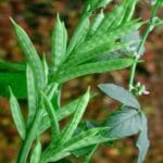 Cultivation of Cluster Beans (Guar ) in India