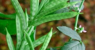 Cultivation of Cluster Beans (Guar ) in India