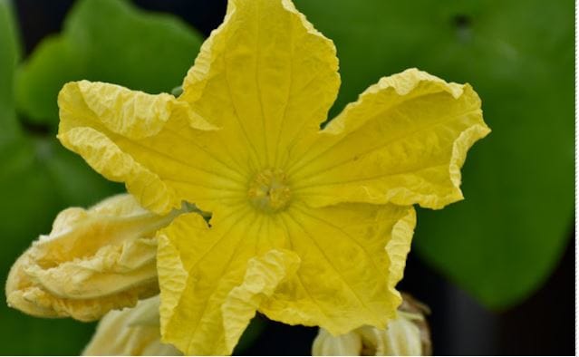 Cultivation of Ripped Gourd