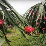 Cultivation of Dragon Fruit in India