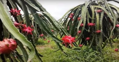 Cultivation of Dragon Fruit in India