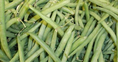 Cultivation of French Bean (Kidney Bean) in India: A Full Information Guide