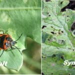 Diseases and  pest of cucurbitaceous crops 