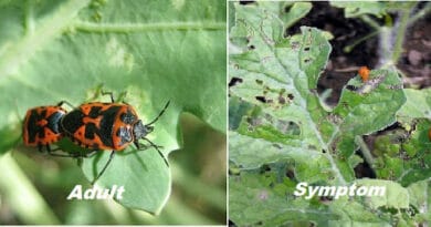 Diseases and  pest of cucurbitaceous crops
