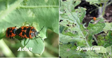 Diseases and  pest of cucurbitaceous crops 