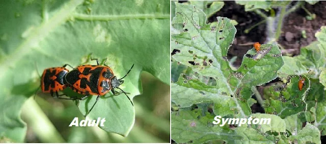 Diseases and  pest of cucurbitaceous crops 