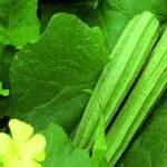 Cultivation of Ridge Gourd in India