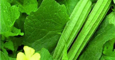 Cultivation of Ridge Gourd in India