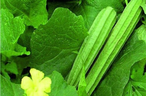 Cultivation of Ridge Gourd in India