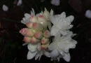 Commercial cultivation of Tuberose (Rajnigandha) in India