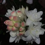 Commercial cultivation of Tuberose (Rajnigandha) in India