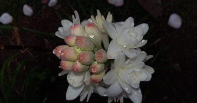 Commercial cultivation of Tuberose (Rajnigandha) in India