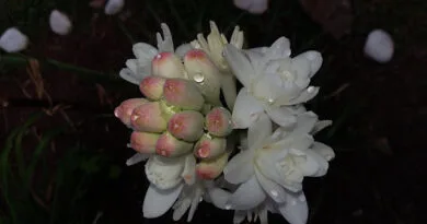 Commercial cultivation of Tuberose (Rajnigandha) in India