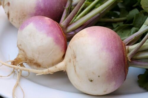 Cultivation of Turnip