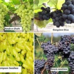 Cultivation of Grapes in India