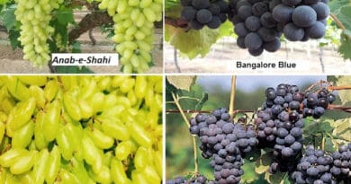 Cultivation of Grapes in India