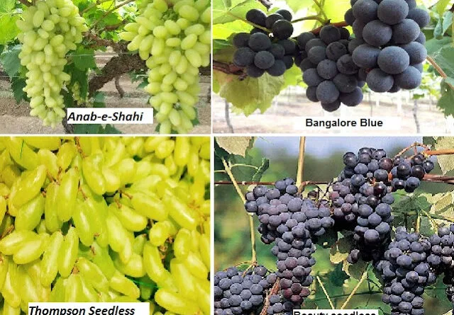 Cultivation of Grapes in India