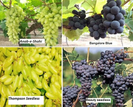Cultivation of Grapes in India