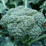 Cultivation of Sprouting Broccoli in India