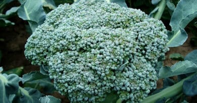 Cultivation of Sprouting Broccoli in India