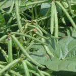 Cultivation of Green Gram (Moong Bean) in India