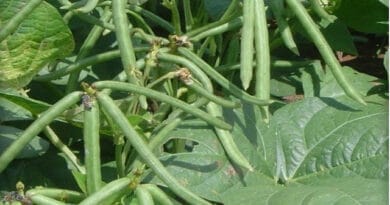Cultivation of Green Gram (Moong Bean) in India